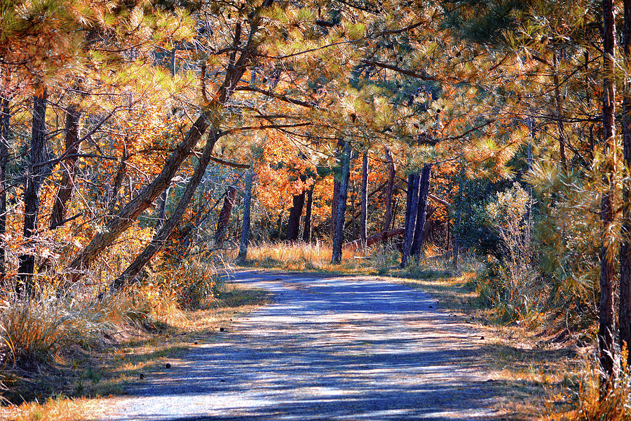 Long and Winding Road at Gordons Pond Photograph by Bill Swartwout