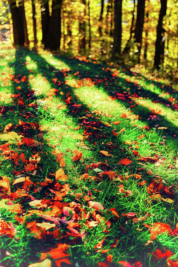 Long Autumn Shadows Digital Art by Dan Carmichael