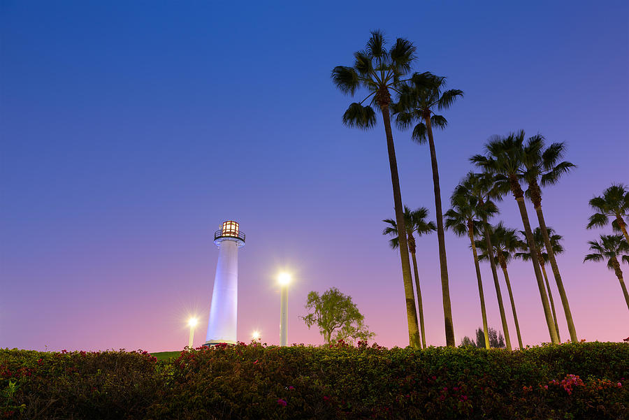 Tree Photograph - Long Beach, California, Harbor by Sean Pavone