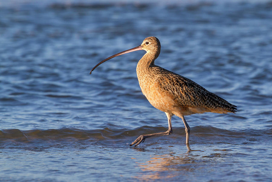 Long-billed Curlew Wading Photograph by Ivan Kuzmin - Fine Art America