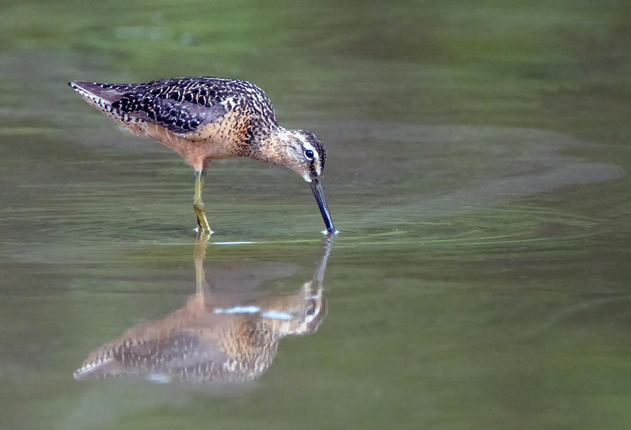 Long-billed Dowitcher 3354-072619 Photograph by Tam Ryan