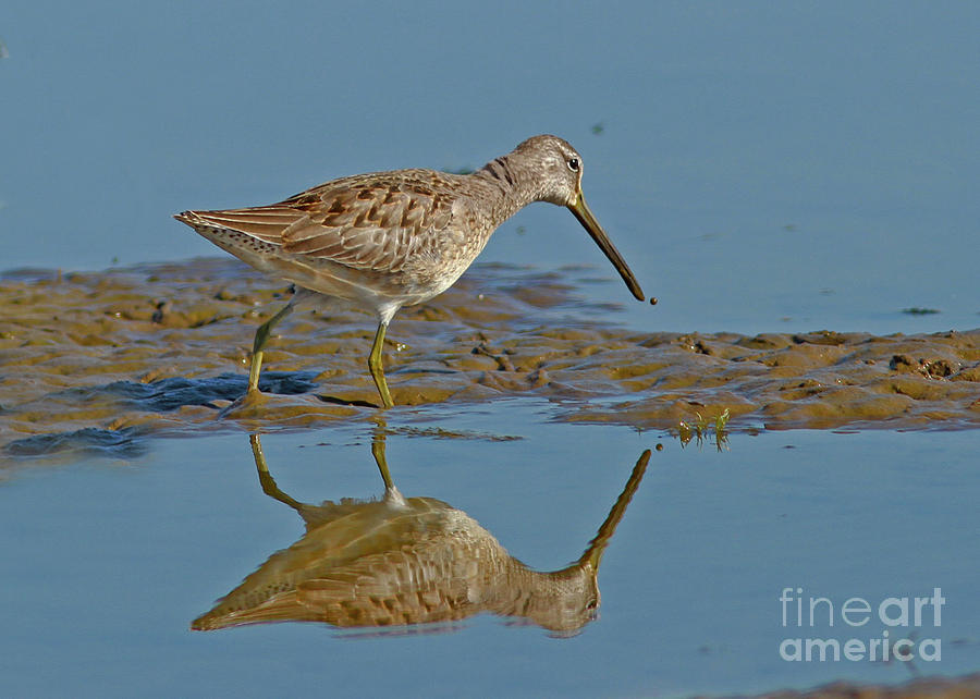 Long-billed Dowitcher Photograph by Gary Wing