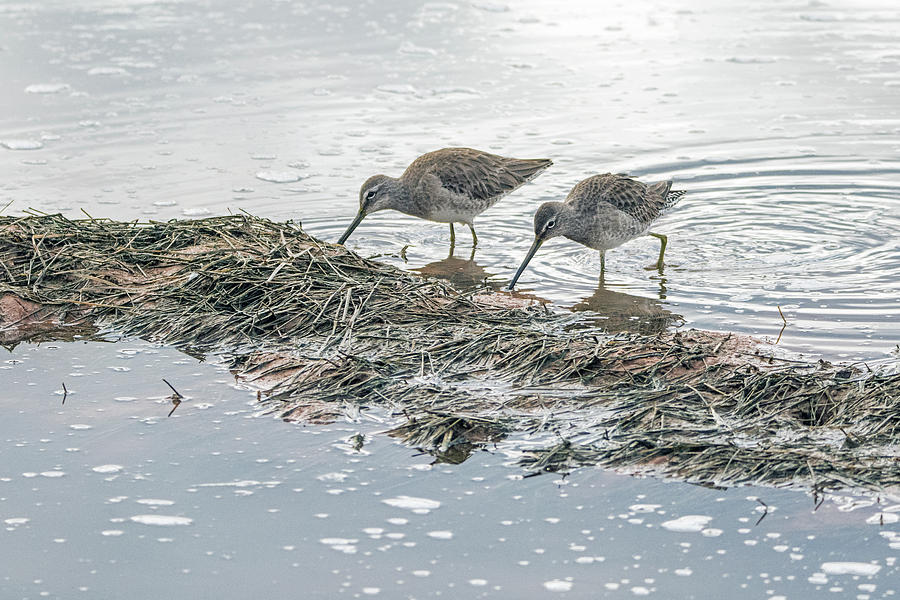 Long-billed Dowitchers 0849-010919 Photograph by Tam Ryan