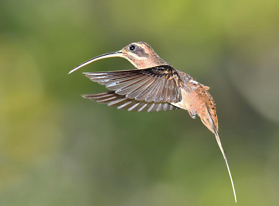 Long-billed Hermit Hummingbird Photograph by Alan Lenk