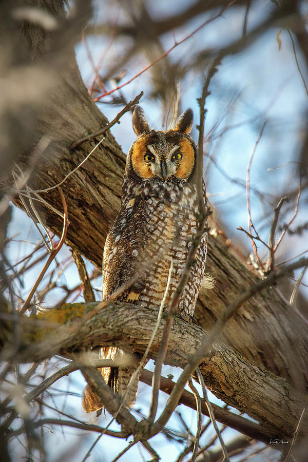 Long-eared Owl 3 Photograph by Leland D Howard