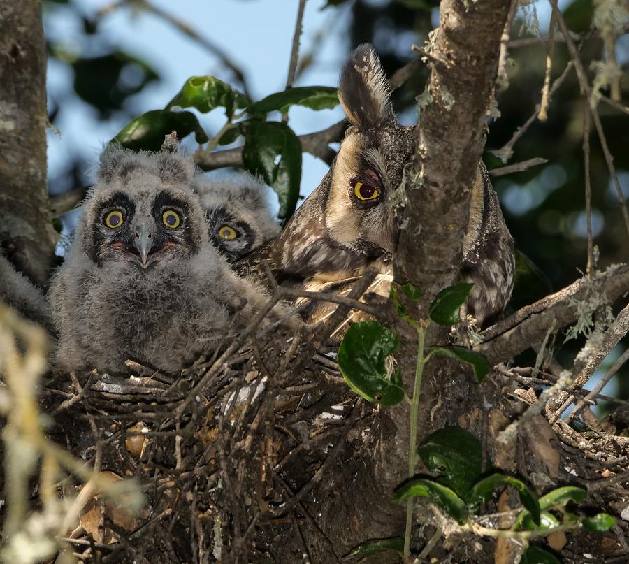Long-eared Owl and Owlets Photograph by Mike Long