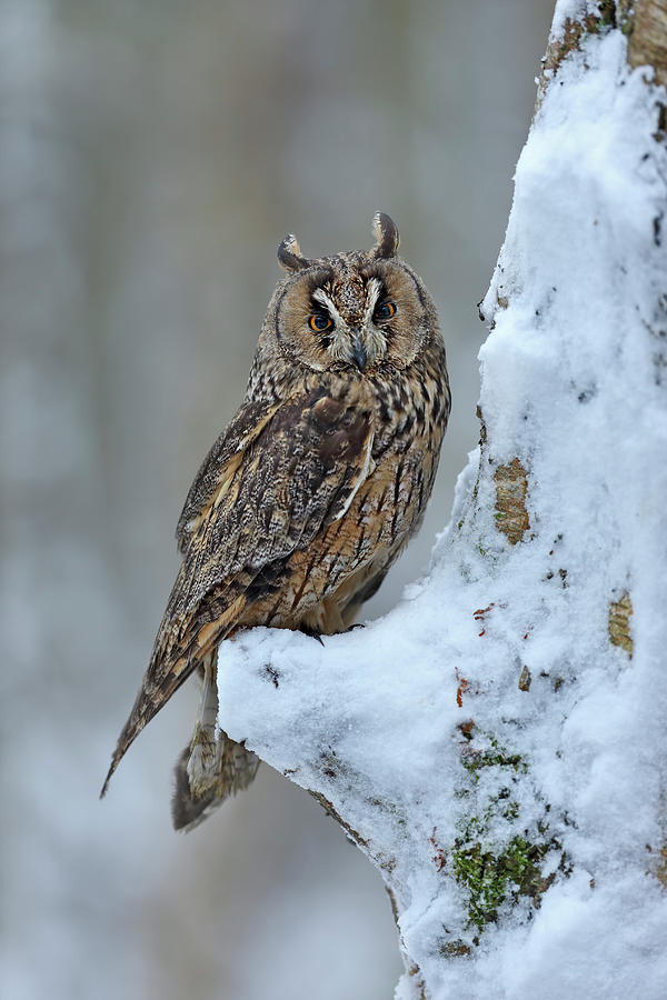 Long Eared Owl Asio Otus In Winter Uk Photograph by NHPA/Avalon.red