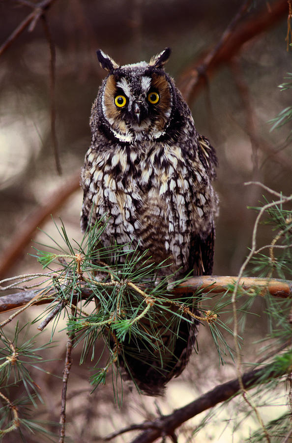 Long-eared Owl Asio Otus On Tree Branch Photograph by Art Wolfe