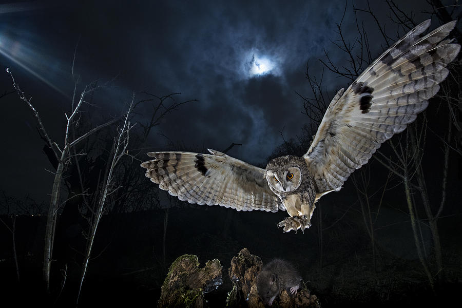Long Eared Owl Photograph by Fabrizio Moglia