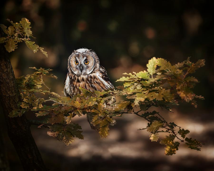 Long Eared Owl Photograph by Michaela Fireov