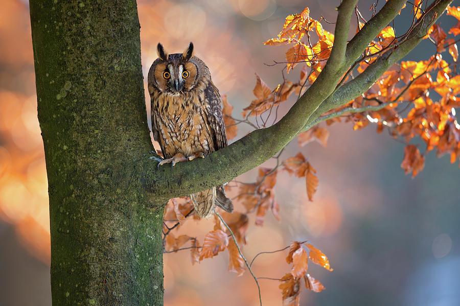 Long-eared Owl Photograph by Milan Zygmunt