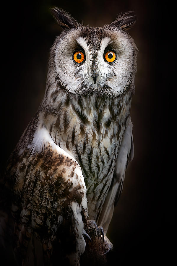 Long-eared Owl Portrait Photograph by Santiago Pascual Buye