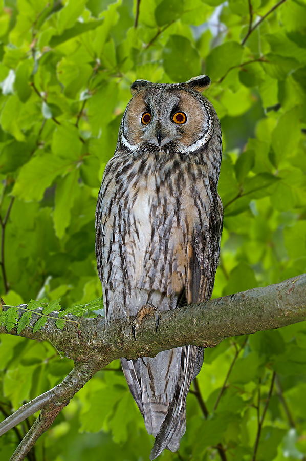 Long-eared Owl Digital Art by Robert Maier