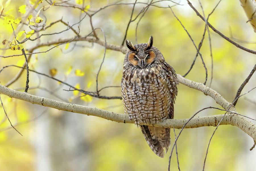 Long Eared Owl Photograph by Ronnie And Frances Howard