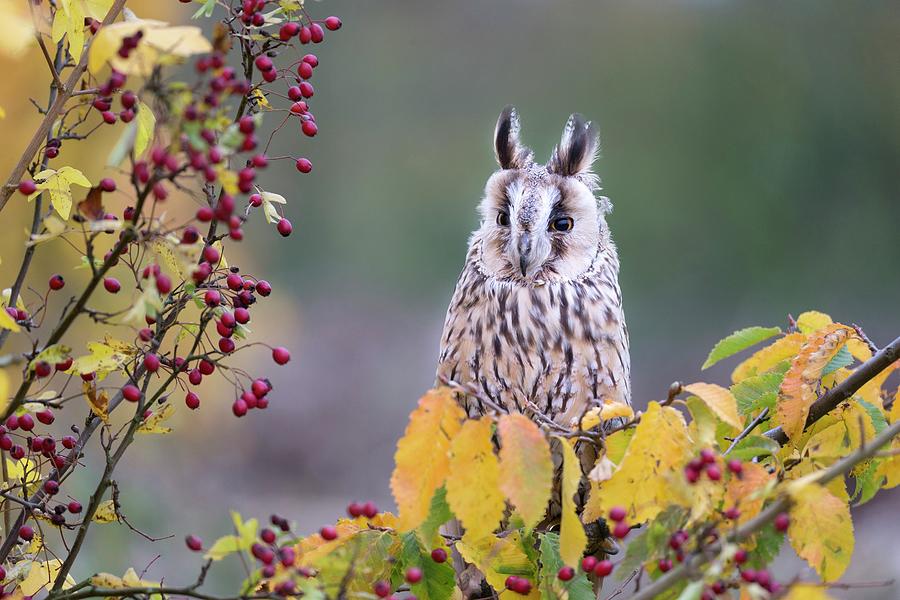 Long Eared Owl Digital Art by Tim Mannakee