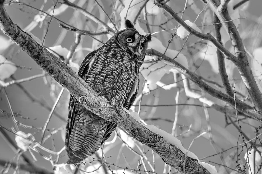 Long Eared Winter Glow Black and White Photograph by Michael Morse