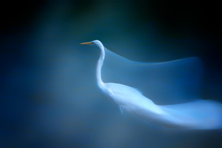 Animal Photograph - Long Exp Egret #2 by Siyu And Wei Photography