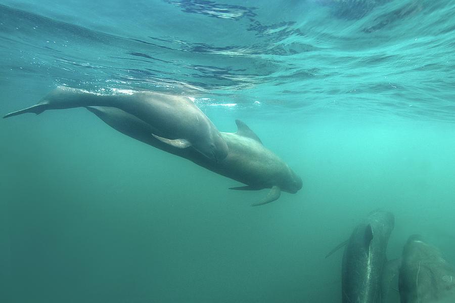 Long-finned Pilot Whales Photograph by James R.d. Scott