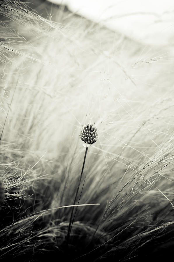 Long Grass Blowing The Wind Photograph by Photography By Neil Shearer