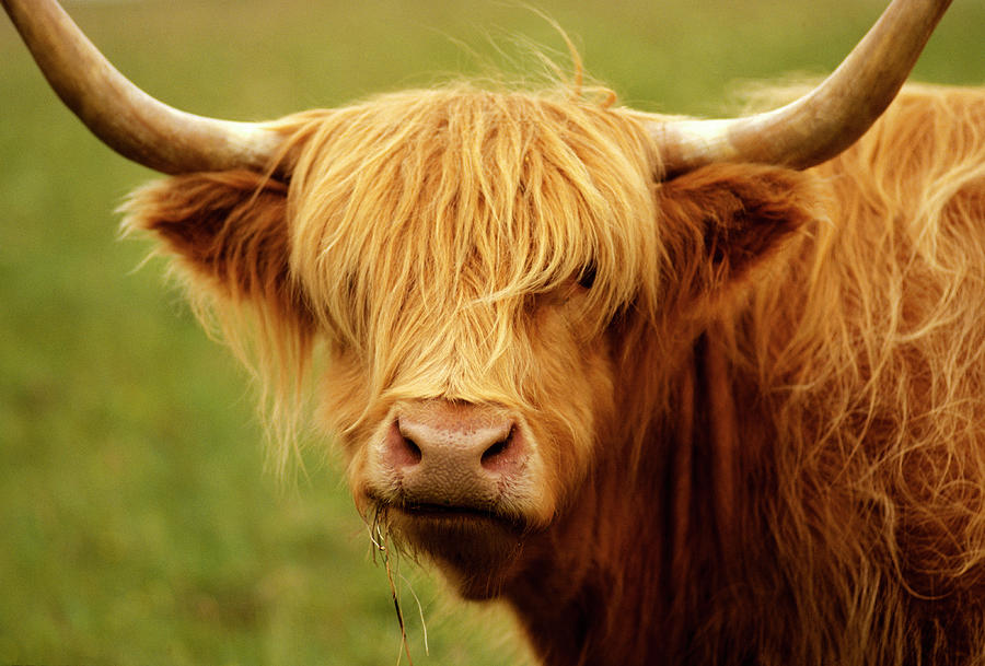 female highland cow
