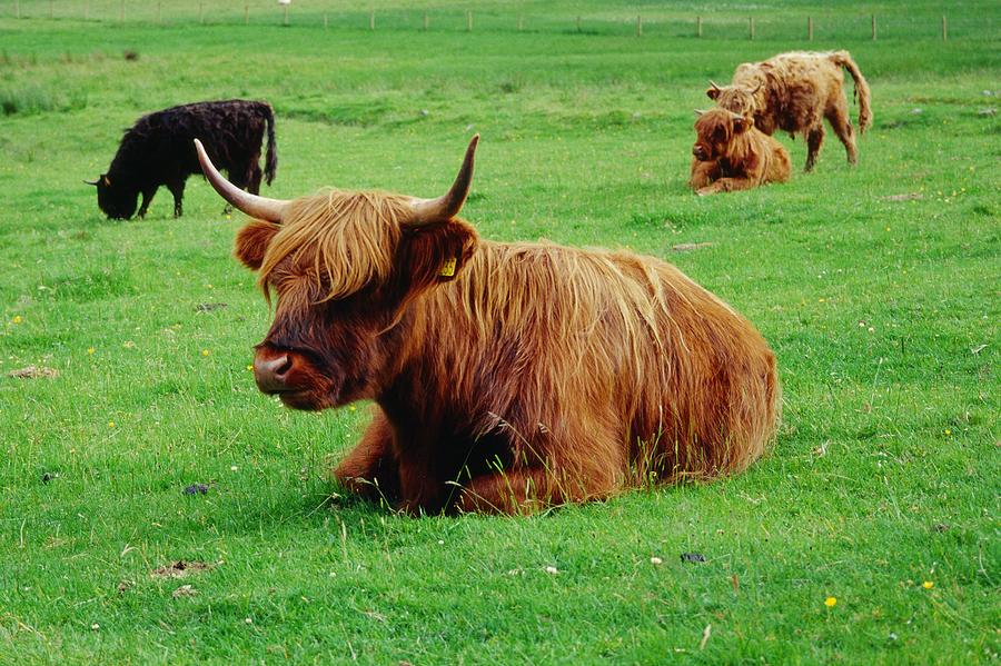 Long-haired Highland Cattle, Scotland Digital Art by Olimpio Fantuz