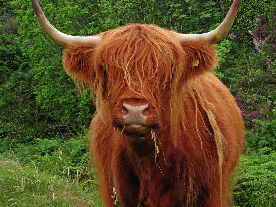 Long Haired Highland Cow by David Conniss