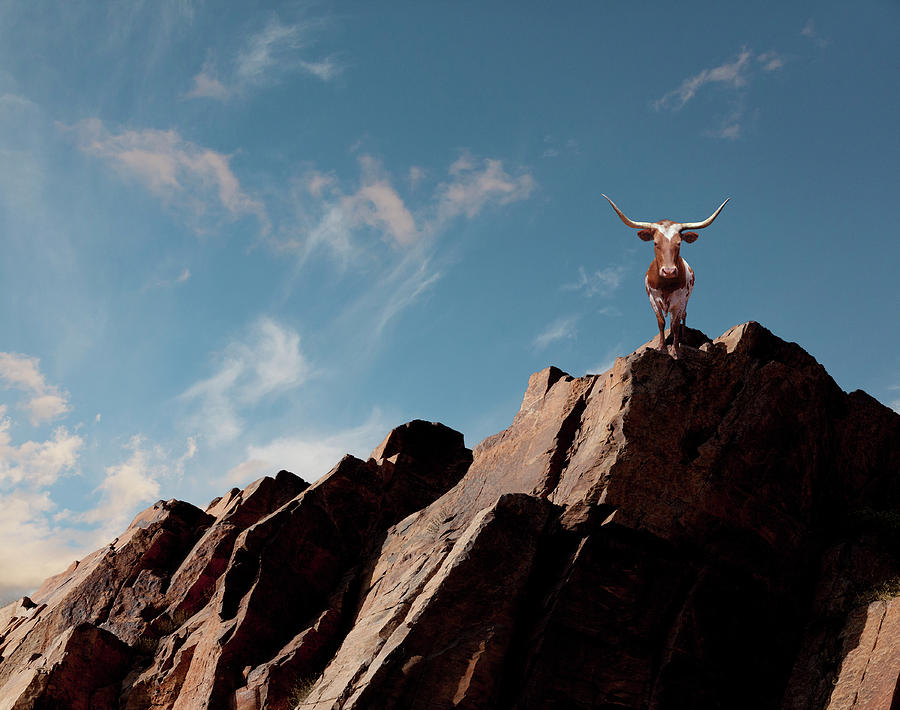 Long Horn Bull Atop A Ridge Photograph by John Lund