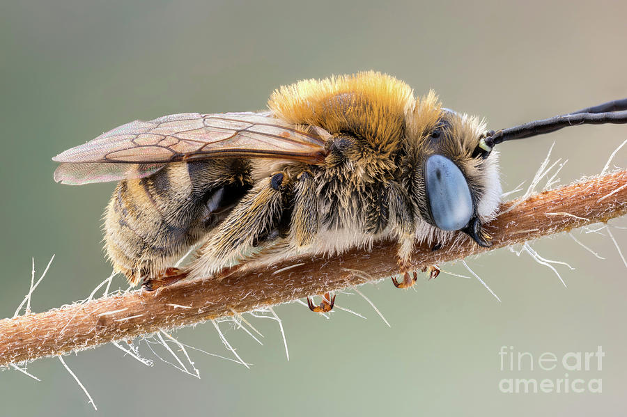 Long Horned Bee Photograph by Ozgur Kerem Bulur/science Photo Library ...