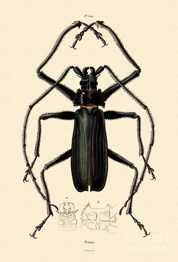 Long Horned Beetle Drawing by French School