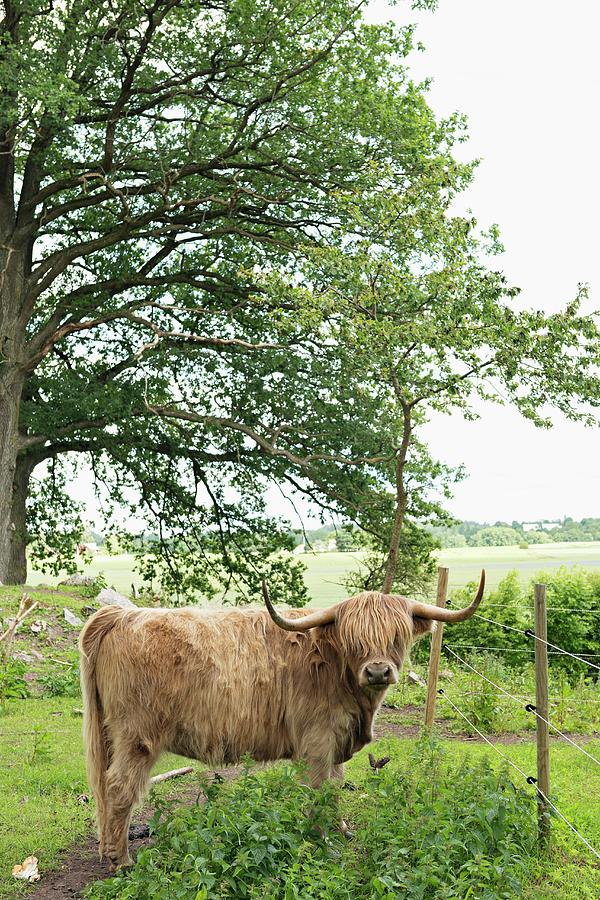 Long-horned Cow In Field Photograph by Cecilia Mller
