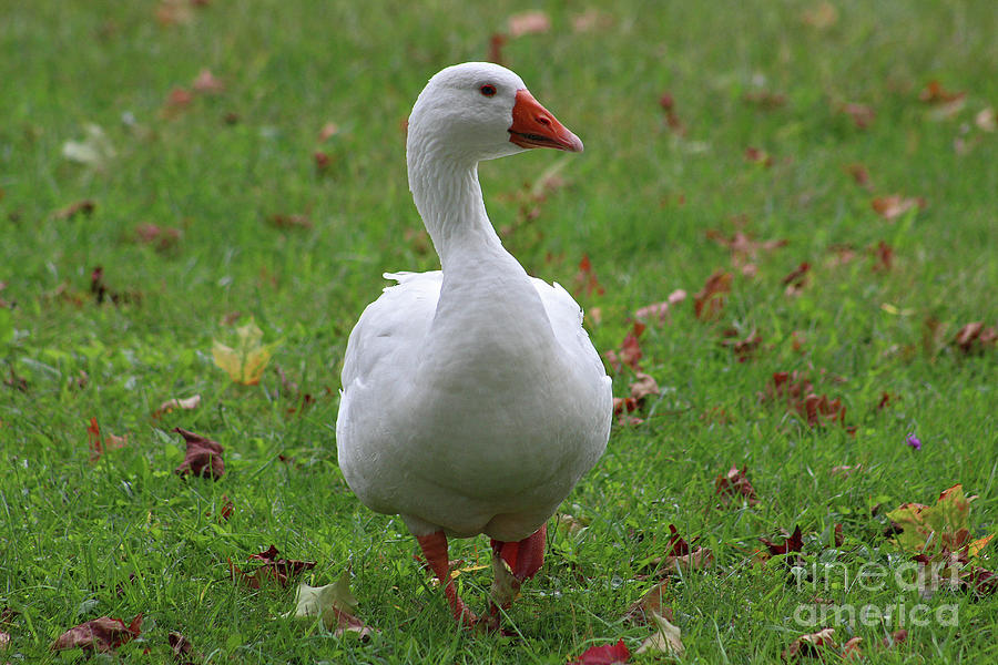 Long Island Duck In Autumn Jeanne Oconnor 