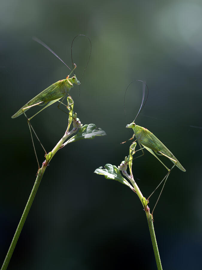 Long-legged Grasshopper Photograph by Fauzan Maududdin