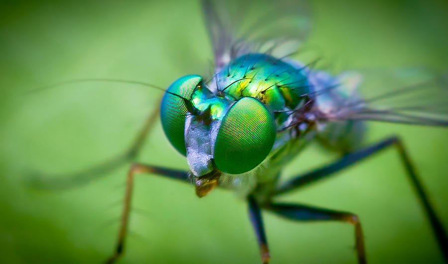 Long Legged Green Fly Photograph by Albert Photo