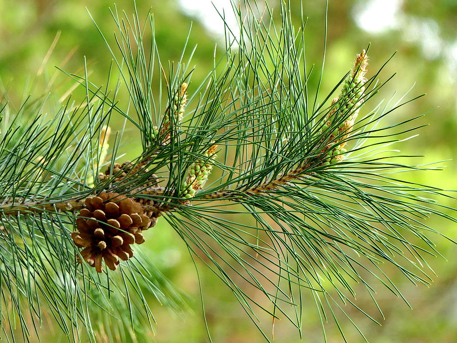 long-needles-pine-branch-photograph-by-lyuba-filatova