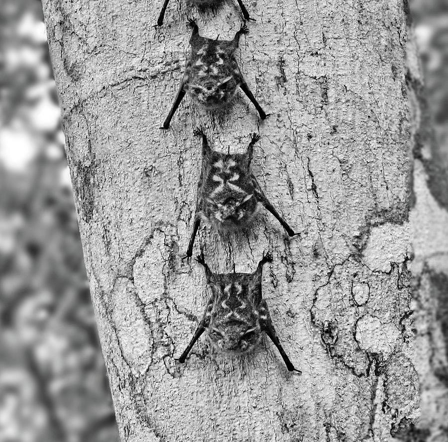 Long Nosed Bats, Costa Rica Photograph by Lyuba Filatova