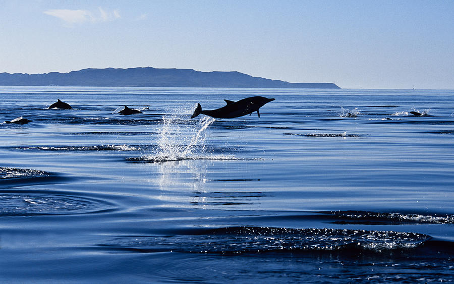 Long-nosed Common Dolphin,delphinus Photograph by Gerard Soury