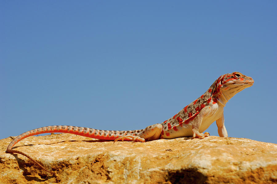 Long-nosed Leopard Lizard Near The Death Valley Photograph by Daniel Heuclin / Naturepl.com Long-nosed Leopard Lizard Near The Death Valley Photograph by Daniel Heuclin / Naturepl.com