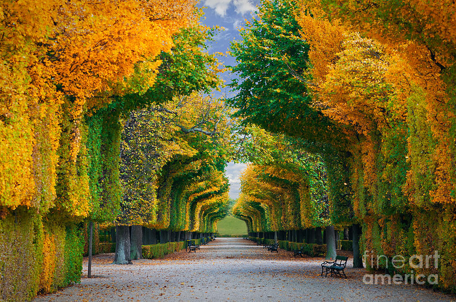 Forest Photograph - Long Road In Autumn Park by Badahos Forest Photograph - Long Road In Autumn Park by Badahos