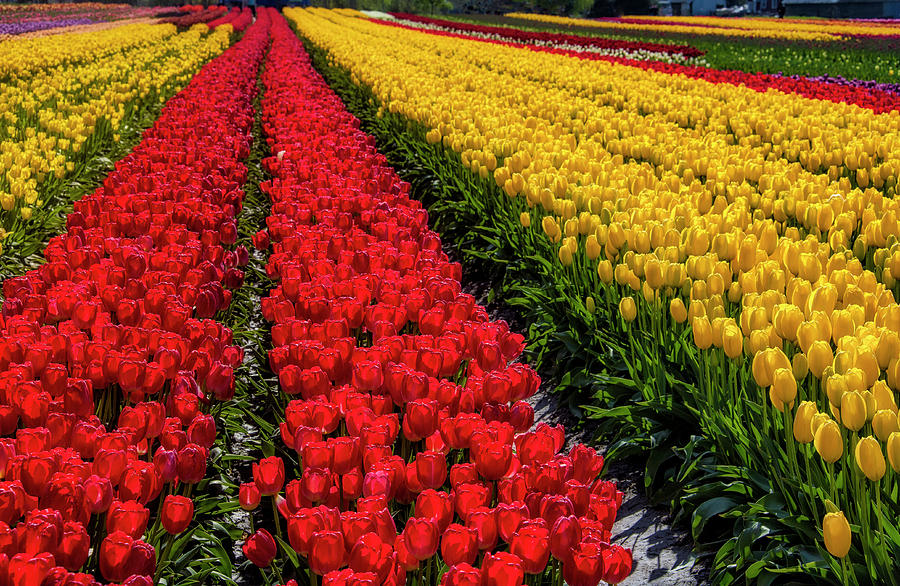 Tulip Photograph - Long Row Of Red Tulips by Garry Gay