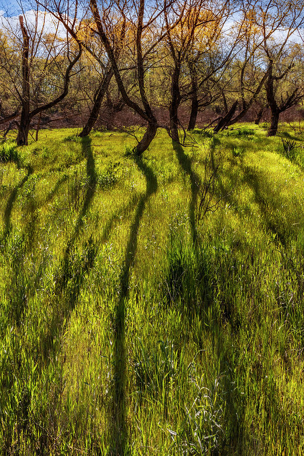Long Shadows in Springtime Photograph by Debra and Dave Vanderlaan
