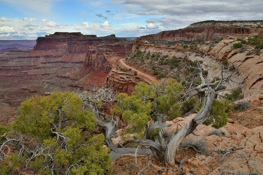 Long Shafer Canyon and Trail in Canyonlands Photograph by Ray Mathis