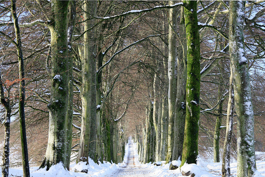 Long, Snowy Tree-lined Avenue Of Beech Photograph by Kathy Collins