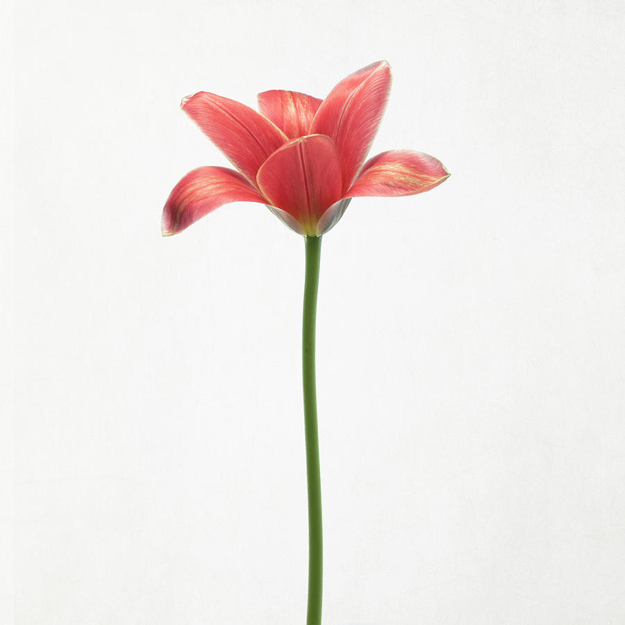 Long Stemmed Tulip Photograph by Lotte Grnkjr