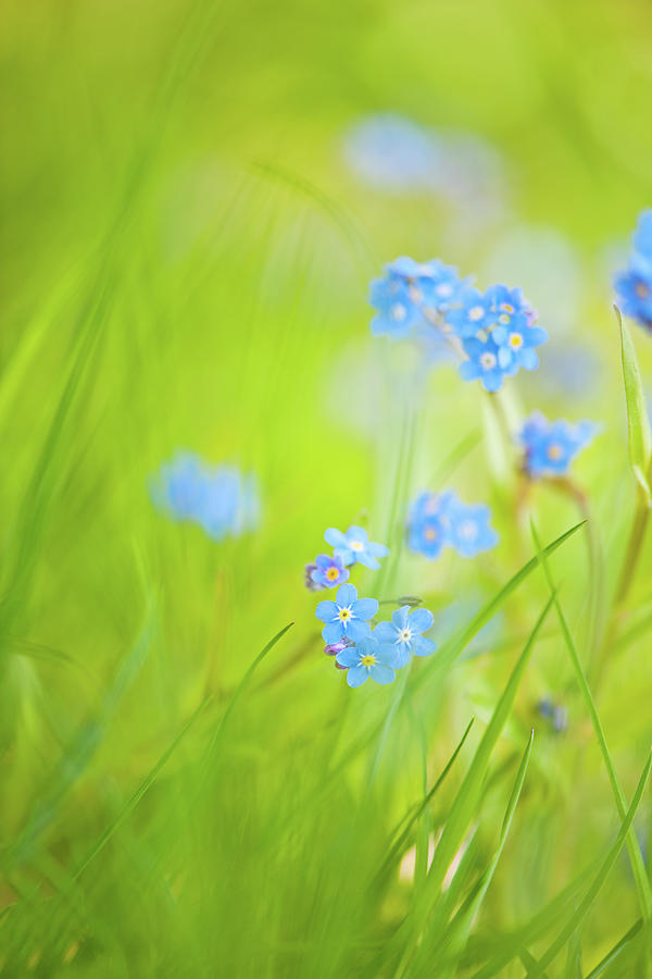 Long, Sunlit Grass And Forget-me-not Photograph by Kathy Collins