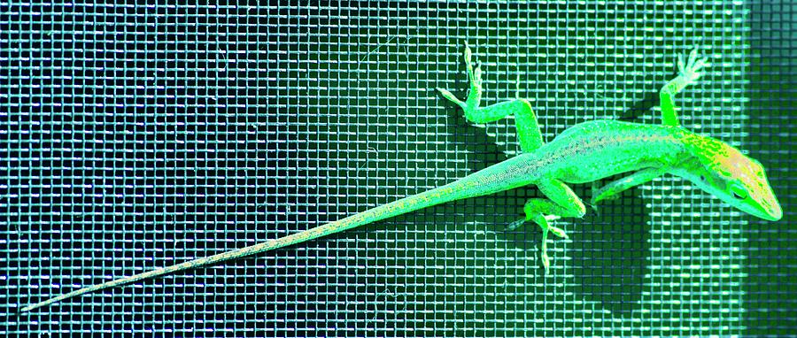 Long Tail Lizard Photograph by Debra Grace Addison