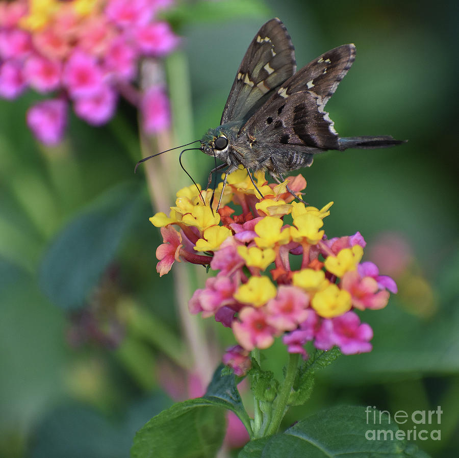 LONG TAIL SKIPPER 2 by Skip Willits LONG TAIL SKIPPER 2 by Skip Willits