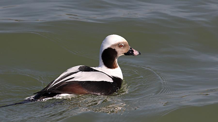 Long Tailed Duck Photograph by Davandra Cribbie
