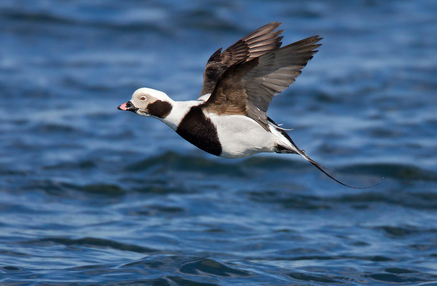 Long-tailed Duck Photograph by James Zipp