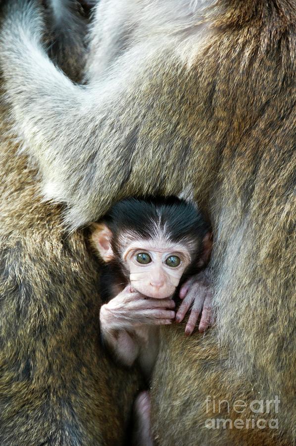 Long-tailed Macaque Baby Photograph by Chris Hellier/science Photo Library
