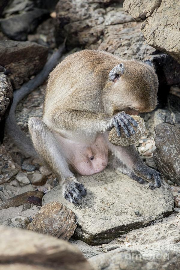 Long-tailed Macaque Using Tool Photograph by Tony Camacho/science Photo Library